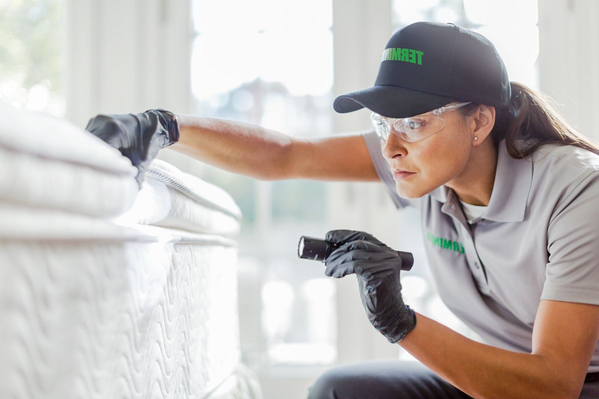 Bed Bugs Control in Queens