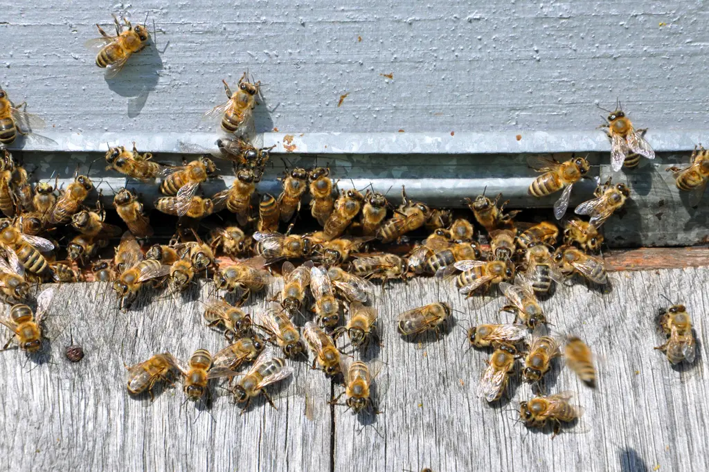 honey bee control