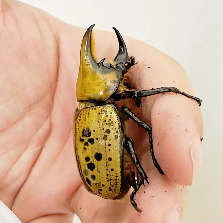 Eastern Hercules beetle for sale