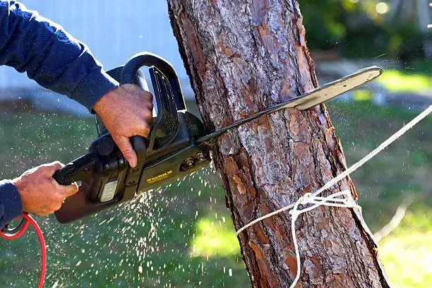 Tree Removal 2