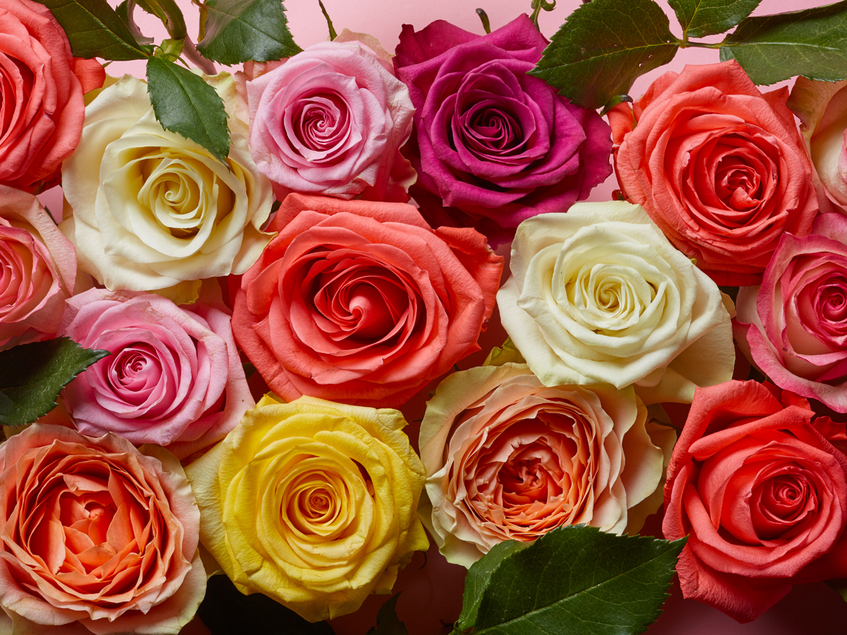 Where to buy flowers in the UAE